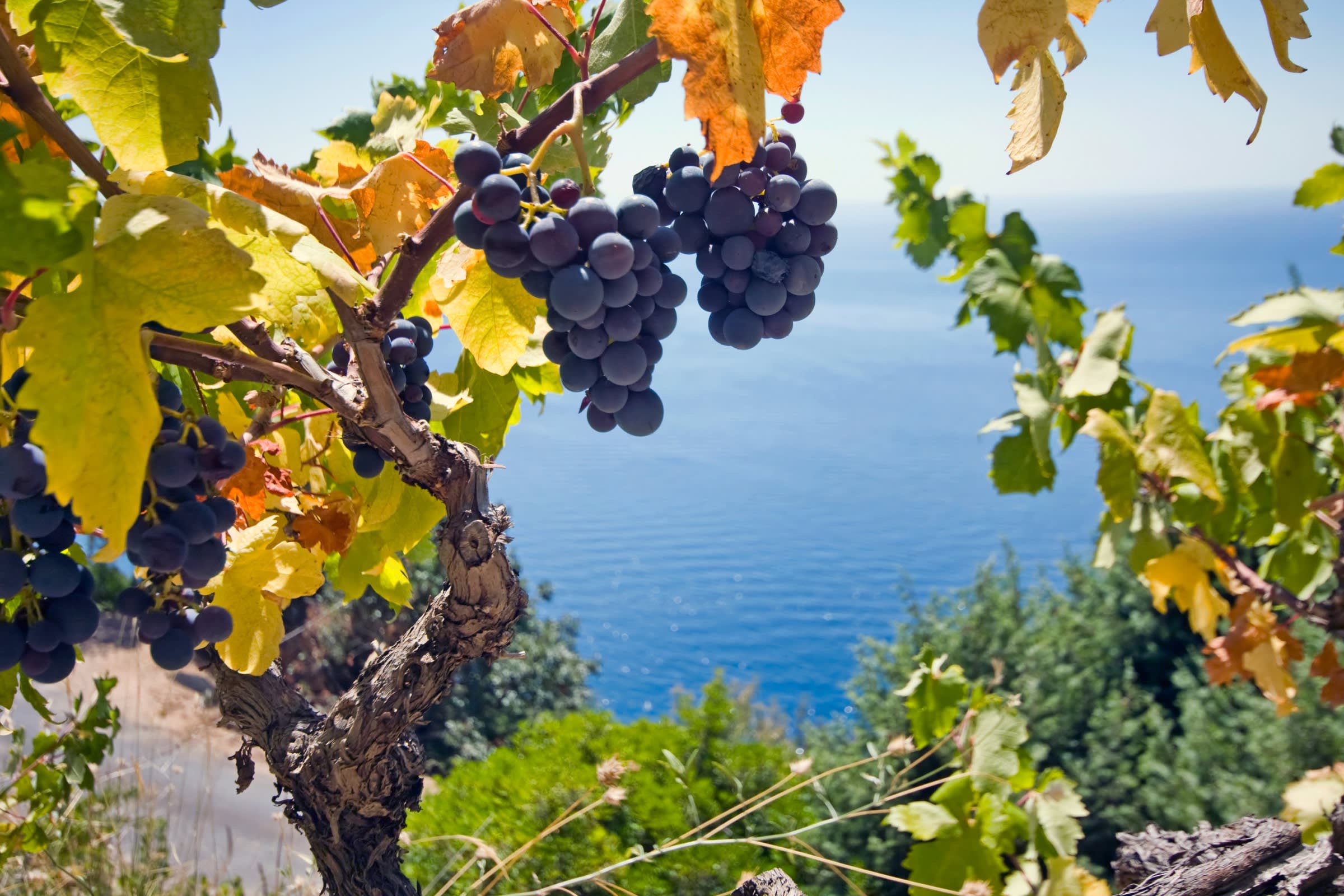 Grape vine Mediterranean
