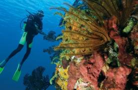 ssuk_3966_1218_st-lucia-blog_diving_2400x1350px